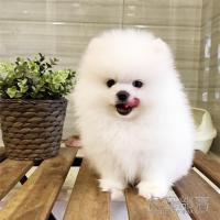 北京白色纯种博美犬DD幼犬价格多少钱