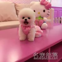 北京白色俊介幼犬MM价格多少钱