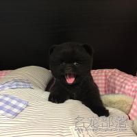 北京黑色纯种俊介幼犬DD价格多少钱