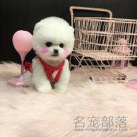 北京白色纯种俊介幼犬DD价格多少钱
