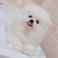 北京有名的犬舍哈多利系博美犬白色博美俊介图片