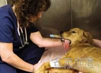 狗狗得肠胃炎什么症状？狗狗肠胃炎如何治疗？