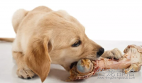 狗能吃生肉或生骨头吗？狗吃生肉会变凶吗？