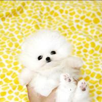 韩系白色博美狗狗多少钱一只 白色博美狗狗价格