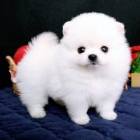 白色博美犬名字 白色博美犬的一般价格