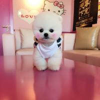 河北俊介茶杯犬多少钱一只白色 纯种俊介犬图片