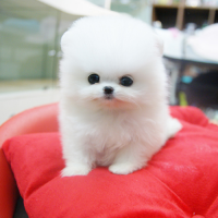 韩系白色博美犬舍博美犬出售 多少钱一只幼犬