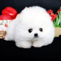 白色博美犬多少钱一只 小型正宗 白色博美犬图片