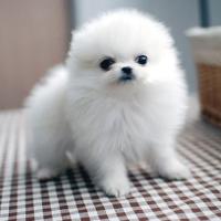 韩系白色博美犬幼犬图片价格 白色博美犬出售