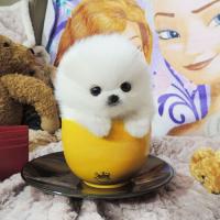 韩系小型正宗白色博美犬出售 茶杯犬价格