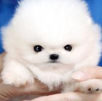 白色球体博美狗狗价格 白色博美犬出售