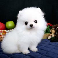 韩系白色博美犬价格 白色博美犬幼犬图片