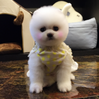 北京博美俊介犬市场价多少钱一只 白色俊介犬图片