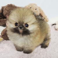韩系黄色博美犬价格多少钱一只幼犬 博美犬图片