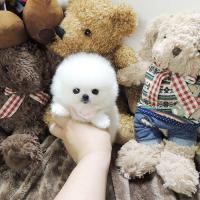 韩系小型正宗白色博美犬幼犬价格多少钱一只