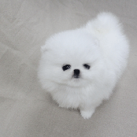 白色博美犬出售 韩系博美犬舍图片多少钱一只