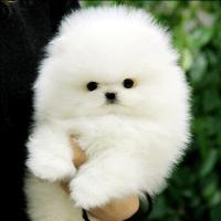 韩系白色博美狗狗幼犬图片 白色博美犬价格