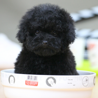河北黑色泰迪犬多少钱一只 黑色泰迪犬图片价格