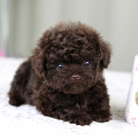 北京犬舍黑色泰迪茶杯犬多少钱一只 小型正宗