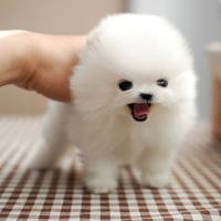 韩系白色博美犬图片价格 白色博美犬的一般价格