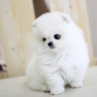 白色博美犬图片 韩系博美犬出售多少钱一只