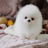 韩系白色博美犬图片 博美犬舍白色博美犬幼犬价格