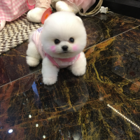 北京白色俊介狗图片 白色俊介犬价格