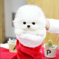 韩系白色博美什么价位 白色博美幼犬图片
