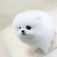 韩系白色博美犬图片多少钱一只 博美犬出售