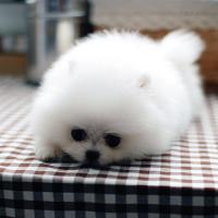 韩系白色博美犬幼犬出售 白色博美犬图片多少钱