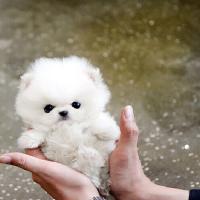 韩系白色博美狗狗幼犬多少钱 白色茶杯犬图片