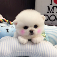 北京白色俊介茶杯犬价格 白色俊介犬图片