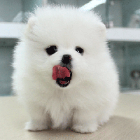 韩系博美犬舍白色博美犬出售 多少钱一只幼犬