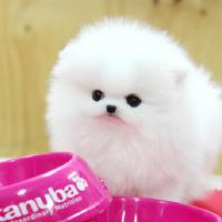 韩系哈多利球形博美多少钱一只 白色博美犬图片