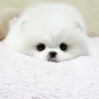 小型正宗韩系白色博美犬多少钱一只幼犬 博美犬图片