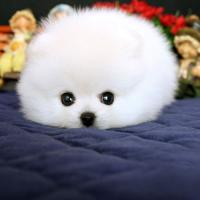 白色博美犬幼犬图片 白色博美犬图片多钱一只
