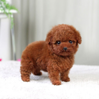棕色泰迪犬图片大全 北京犬舍棕色泰迪多少钱