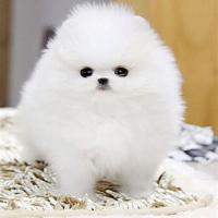 韩系白色博美犬图片多少钱一只 白色博美犬出售