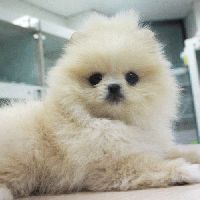 韩系奶油色博美犬图片 博美犬舍出售多少钱一只