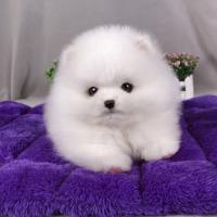 韩系白色博美犬图片多少钱一只 白色博美犬价格