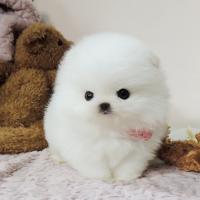 韩系白色博美犬图片 博美犬舍白色博美犬多少钱一只