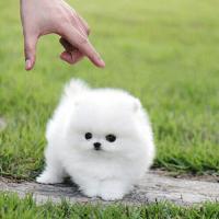 白色球形博美犬图片多少钱一只 白色博美犬价格
