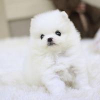博美犬舍博美犬价格多少钱一只幼犬 白色博美犬出售