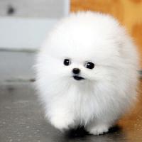 韩系白色哈多利球形博美犬图片多少钱一只 小型 正宗