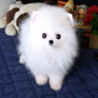 韩系白色博美犬幼犬图片 白色博美犬的一般价格 小型正宗