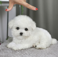 白色泰迪犬图片 纯白色泰迪狗多少钱一只