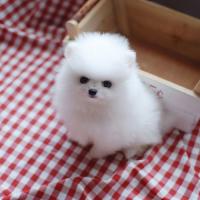 韩系白色博美幼犬图片多少钱一只 小型 正宗