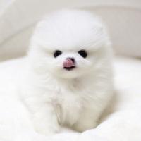 韩系白色博美犬图片 博美犬出售价格多少钱