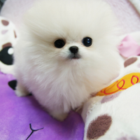 小型正宗韩系白色博美犬图片 博美犬出售