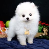 白色博美犬幼犬图片多少钱一只 小型 正宗